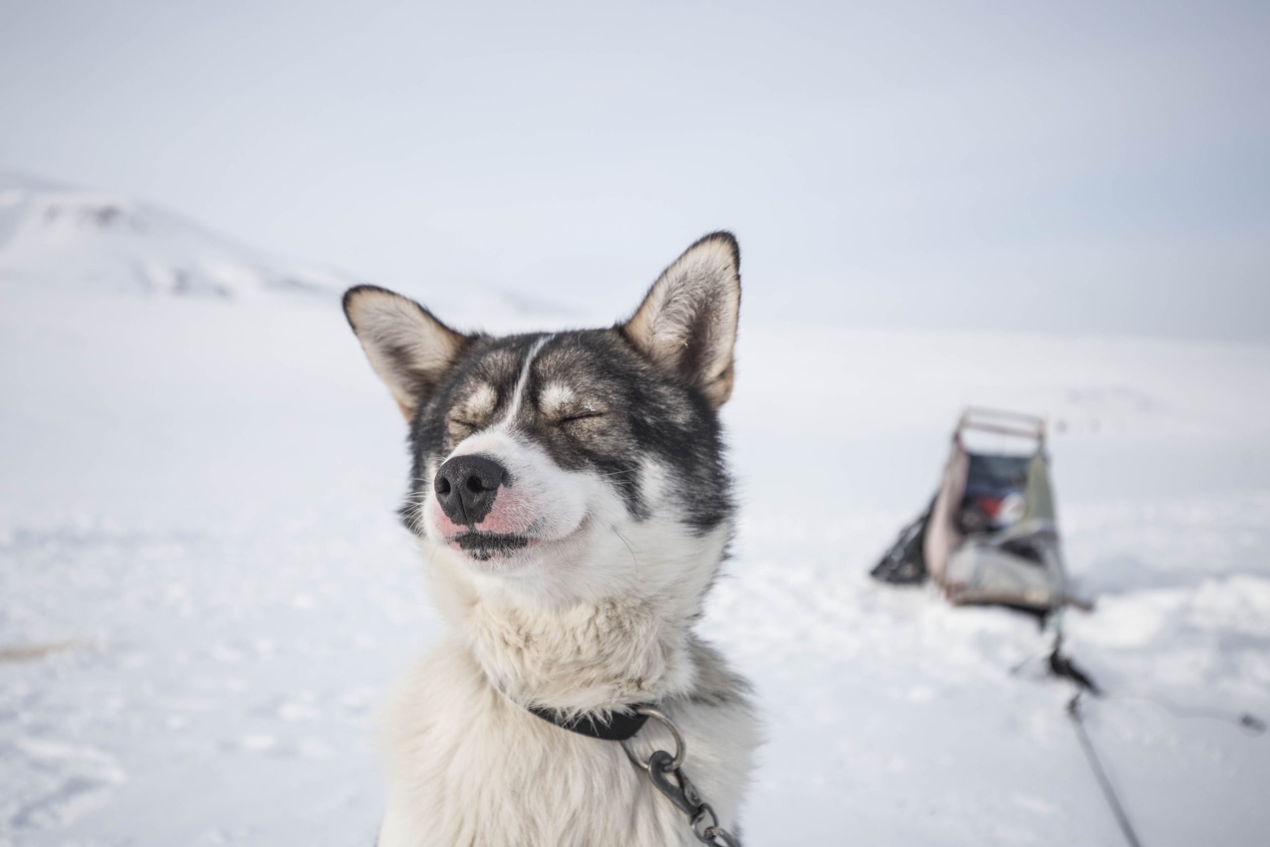 Husky i vær og vind